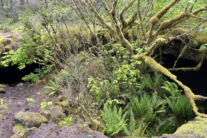 Entrance to Lake Cave